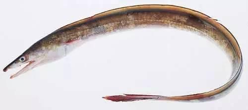 日本鰻魚陷入絕境？捕獲量僅為去年同期的1%！