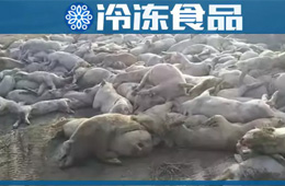 農(nóng)業(yè)農(nóng)村部通報河北首例非洲豬瘟疫情！“豬”又告急，“肉”更難安！