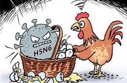 新疆發(fā)生一起H5N6禽流感疫情，已撲殺11910只