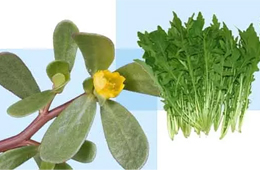 薺菜之后，蒲公英、馬齒莧入餡，野菜概念類產(chǎn)品能否野蠻生長？
