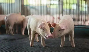 豬企3月出欄量大增，第三輪豬肉收儲完成，豬價繼續(xù)探底？